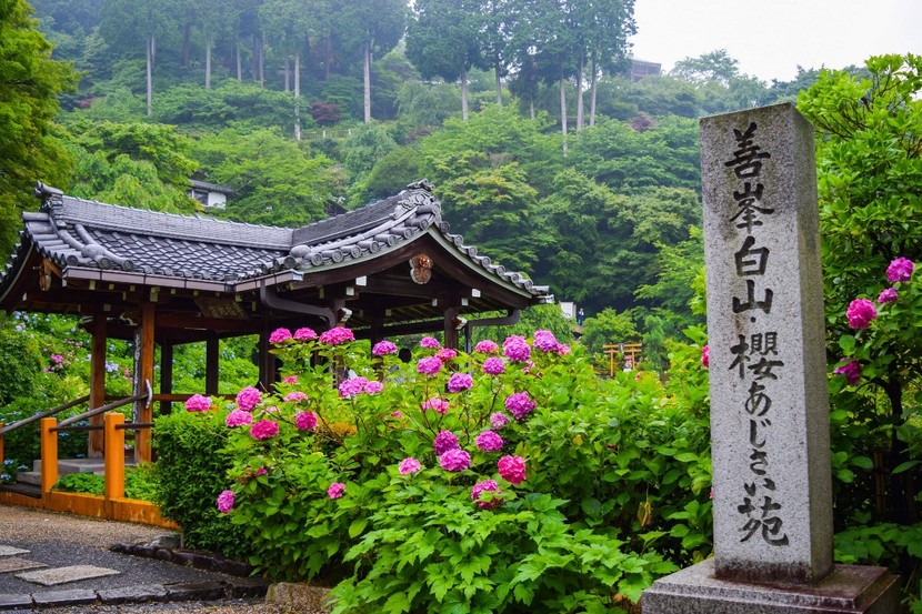 京都市街から少し足を延ばして「大原野」へ 　西山の古刹「善峯寺」であじさいに囲まれるひととき