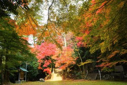 色とりどりのもみじを独り占め　鳥取・智頭町　　諏訪神社