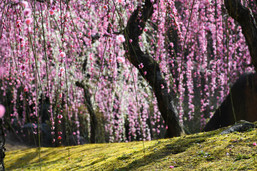 京都に春の訪れを告げる　城南宮のしだれ梅